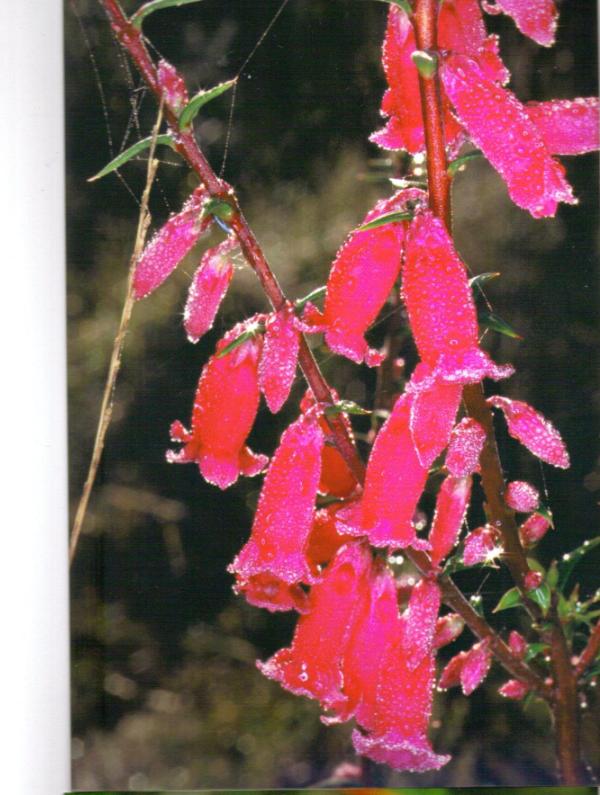 Epacris impressa